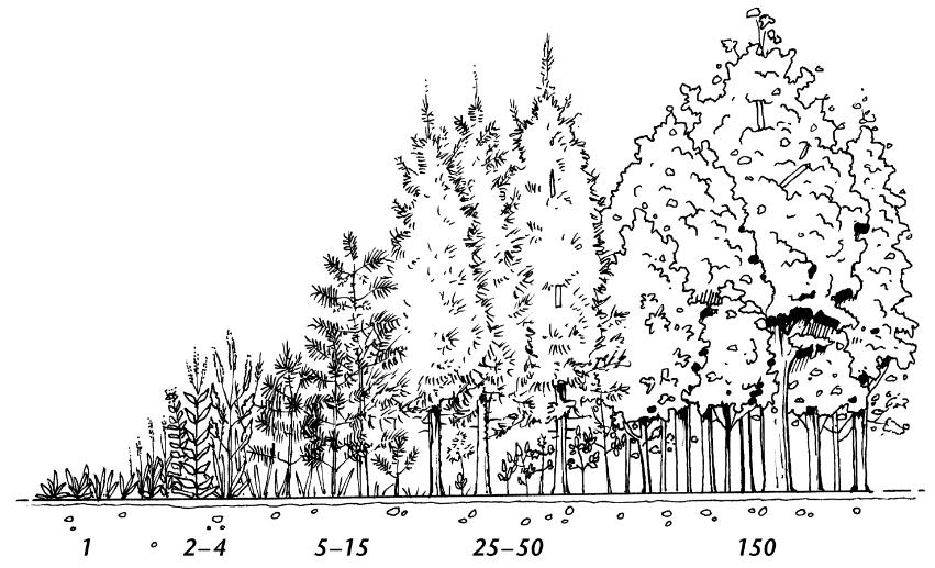 Forest Growth